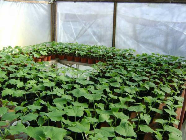 Con el fin de obtener una buena cosecha los pepinos en un invernadero es necesario crear el clima adecuado