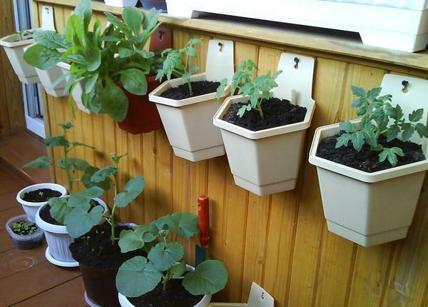Mount pots for plant crops can be on the interior decoration of the balcony