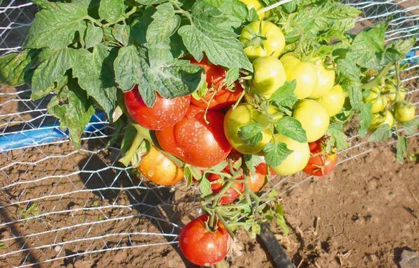 Alamittainen makea lajikkeiden tomaatti kasvihuoneineen miellyttää high yield