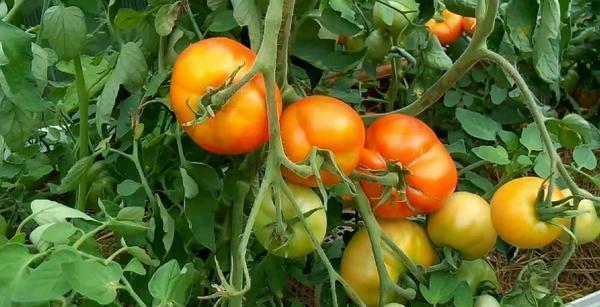 Determinant tomato varieties need proper care