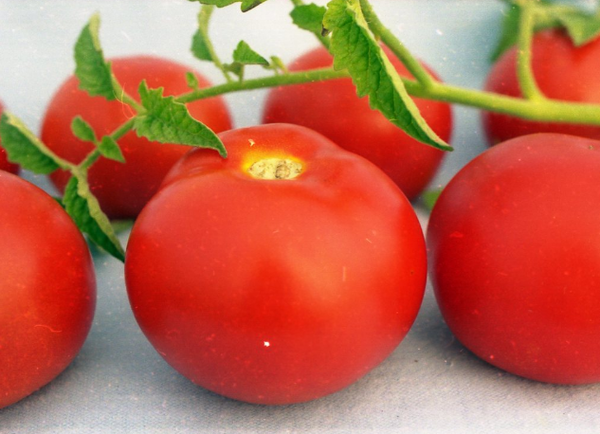 Pomodori "Agatha" soddisferanno il rendimento elevato
