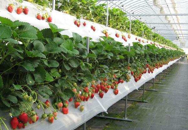 Voksende bær under drivhusbetingelser bør opretholde optimale temperatur