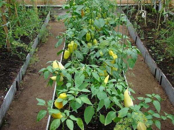 In order for the pepper to grow well and give delicious fruits, it is necessary to properly maintain a comfortable microclimate in the greenhouse
