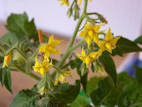 På grund av manuell pollinering kan avsevärt förbättra utbytet av tomater