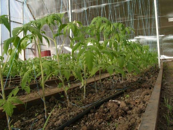 Výsadba paradajok v skleníku môže byť začiatkom mája