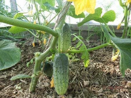 Self-pollinated varieties of cucumbers can be bought at any vegetable store or on the Internet