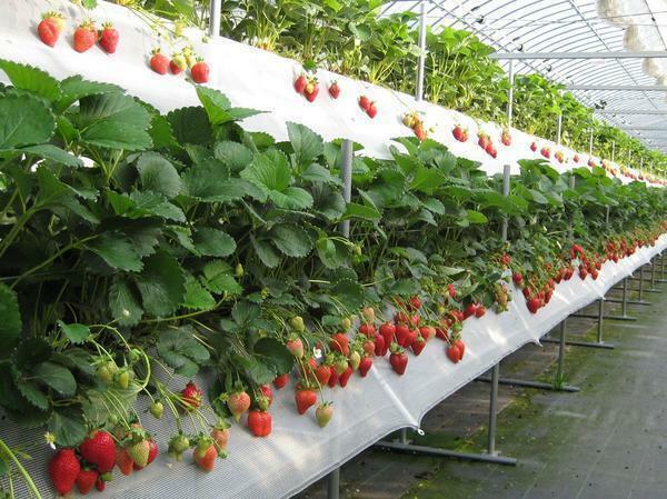 Når den dyrkes i drivhus jordbær bør opretholde den optimale temperatur og fugtighed