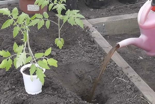 Meestal worden de tomaten geplant in kassen breedte van één meter