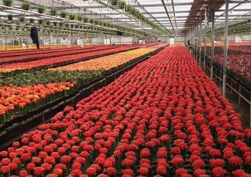 Growing flowers in a greenhouse is an advantageous business option