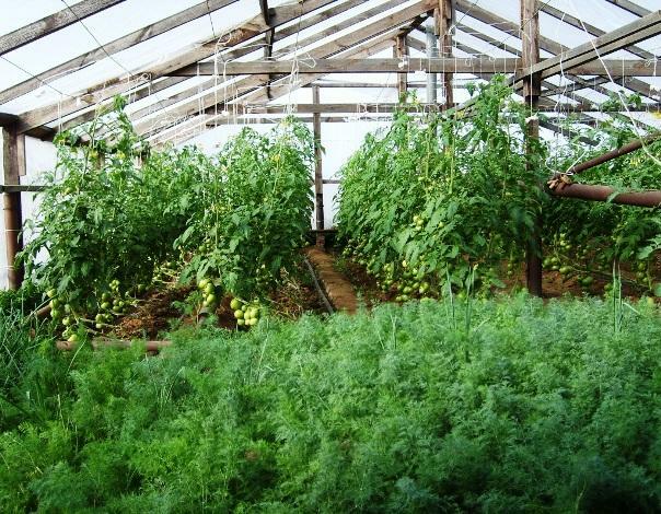 Even a small greenhouse is perfect for growing a variety of greenery