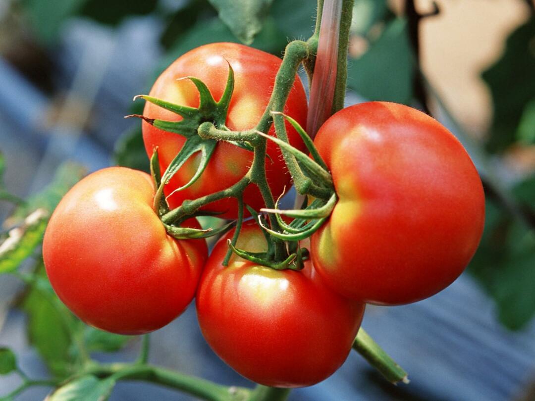 Rajčica - popularno povrće koje se uzgaja u stakleniku češće