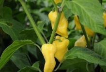 As-plant-pepper-in-the-greenhouse