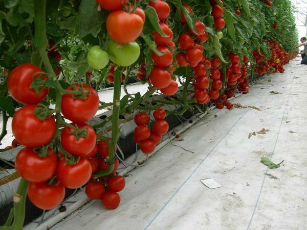 To prevent tomatoes from getting sick, they should be regularly sprayed with special products