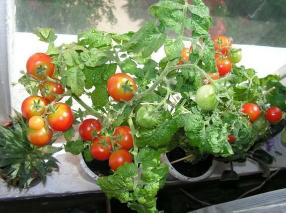 Udarbejdet jorden og gøde planter i vækst proces vil give en god høst af tomater