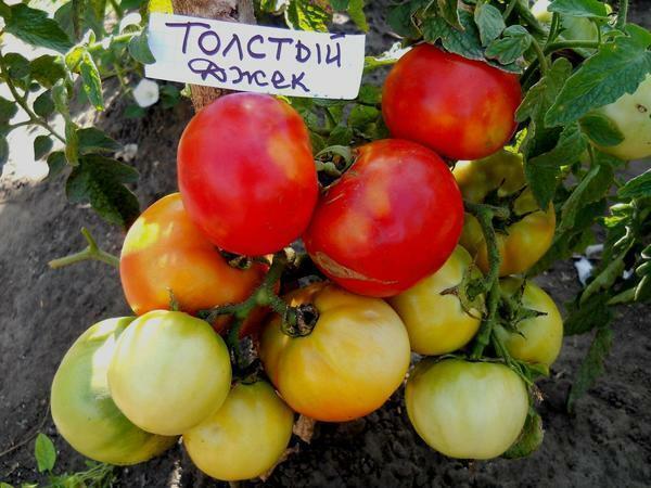Tomater Fat Jack - fordringsløs række tomater