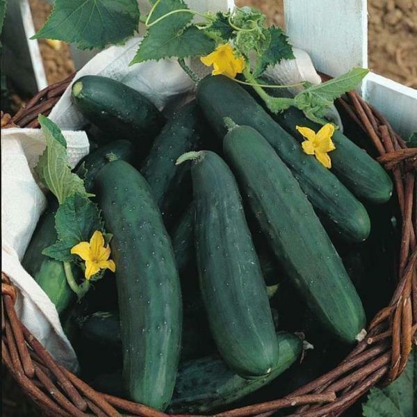 To ensure that cucumbers do not bitter, it is better to choose special varieties for growing