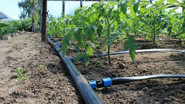 To significantly facilitate the work truck farmers will help install the irrigation system