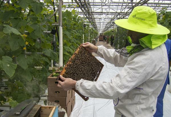 Bevor Sie die Bienen im Gewächshaus platzieren, ist es notwendig, die Empfehlungen von Experten zu berücksichtigen