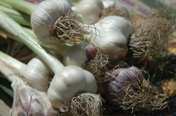 Cultivating garlic in a greenhouse is a productive way of making a profit