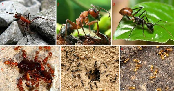 Existem muitos métodos para controlar formigas do jardim