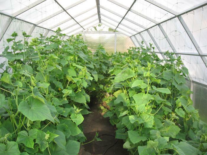 Voksende agurk i et drivhus om vinteren: hvordan man dyrker og vinter teknologi, video og produktivitet, varm belysning