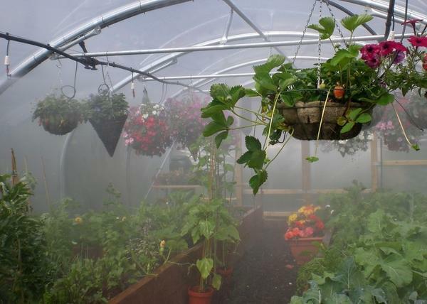 Para regar las plantas cualitativas en un invernadero, se puede utilizar aerosoles especiales