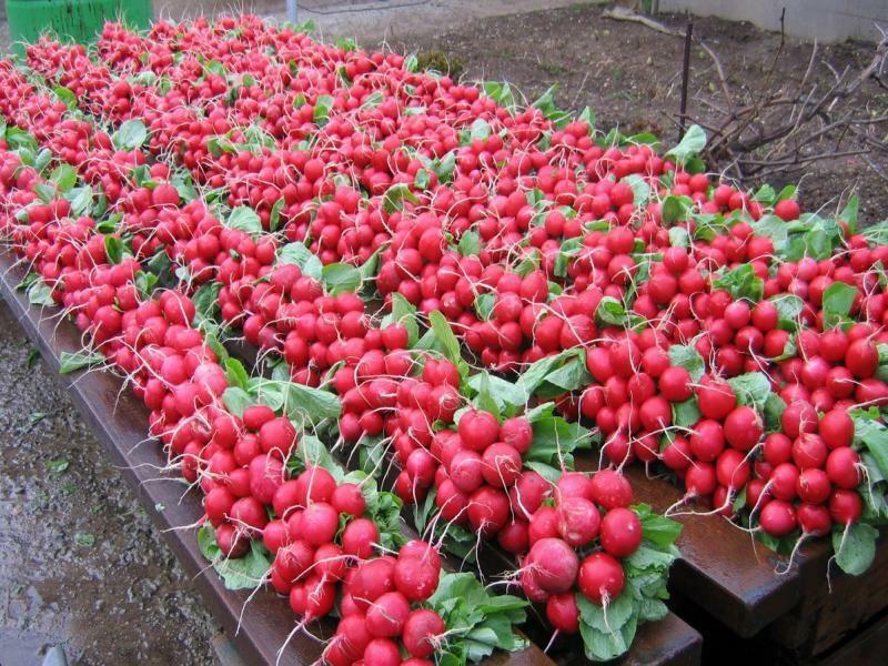 soiuri de ridiche pentru sere: cele mai bune semințe, cultivarea și recenzii, ce să planteze în primăvara anului