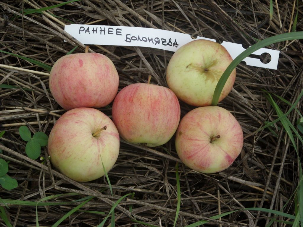 Frühe Sorten von Apfelbäumen: eine Auswahl mit einer Beschreibung und Eigenschaften, Vor- und Nachteilen, Fotos von Äpfeln