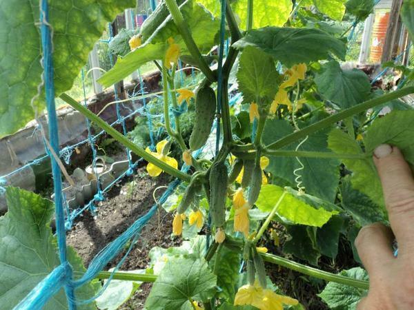 Before you start the formation of cucumbers in the greenhouse, it is worth to study the advice of professionals and watch the training video