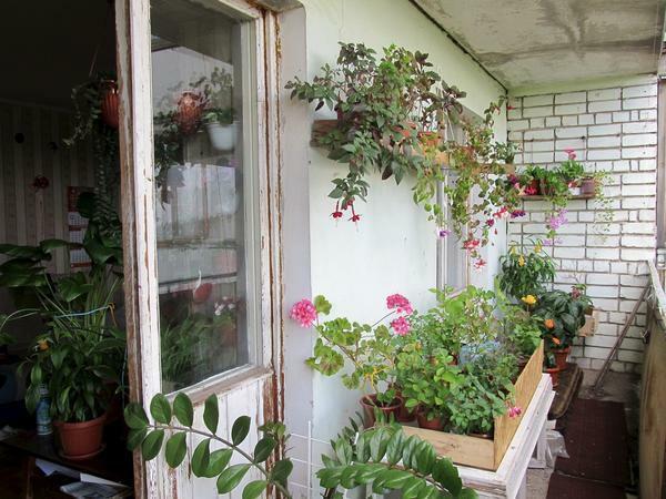Flowers on the balcony can be placed on a window sill, shelf or table