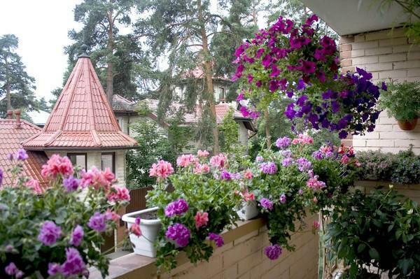 Eğer dikim işlemine başlamadan önce, çiçeklerin tür balkonunda bitki ve tüm olanakları değerlendirmek için önceden ne karar vermek önemlidir