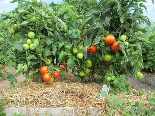 Increase the yield of tomatoes can be done by mulching the soil
