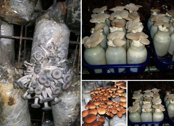 Gljive su vrlo skroman kultura