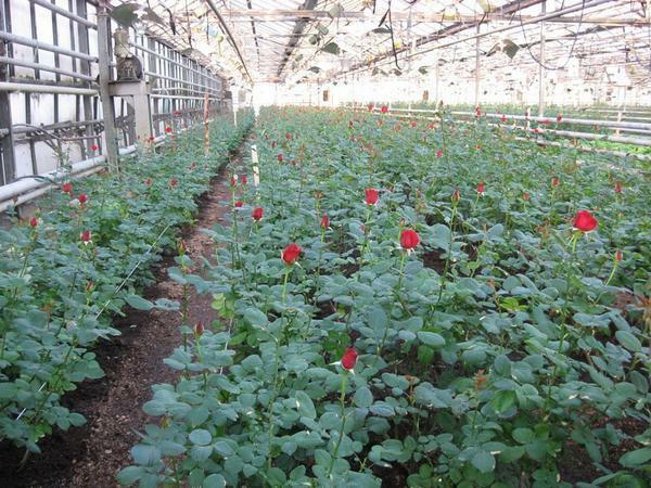 A páratartalmat az üvegházban, ahol a termesztett rózsa, belül kell lennie 70%