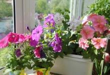 175409 flowers-in-pot-on-the-balcony