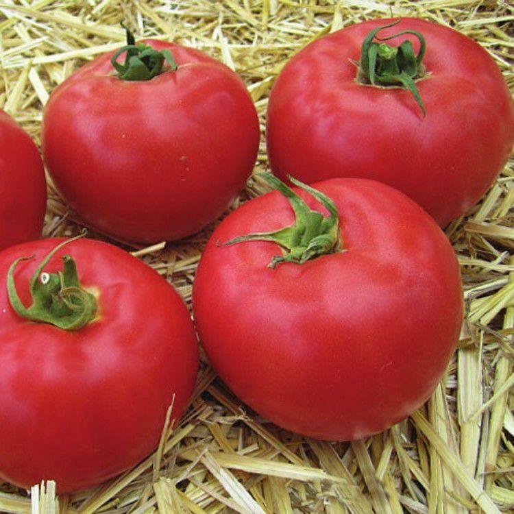 Skoré odrody paradajok v skleníkoch vyžadujú rýchly rast rastlín