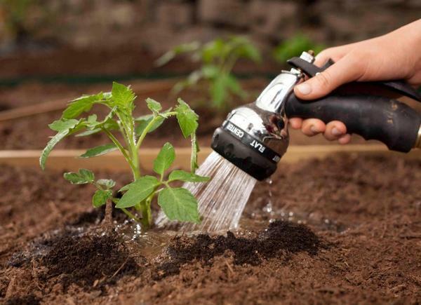 Efter omplantning tomater i jorden skal være lidt vandes