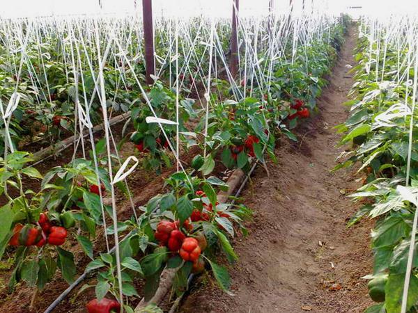 Uporaba rastlinjak omogoča, da raste več in več visoko kakovostne pridelke poper