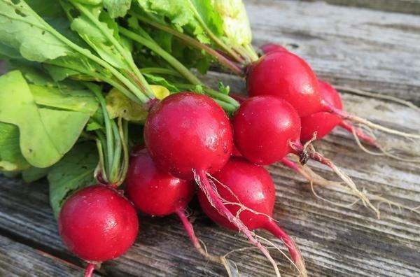 Ground for radish should be prepared from autumn