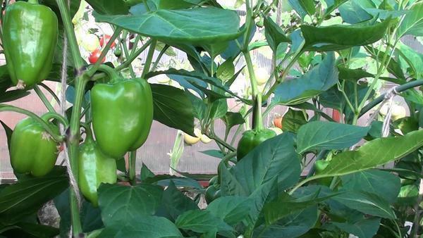 On average, 100-120 days pass before the pepper is harvested