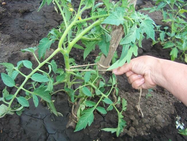 Tomat mengikat adalah prosedur untuk ikat batang dan cabang untuk dukungan khusus dengan tali, strip kain atau plastik loop
