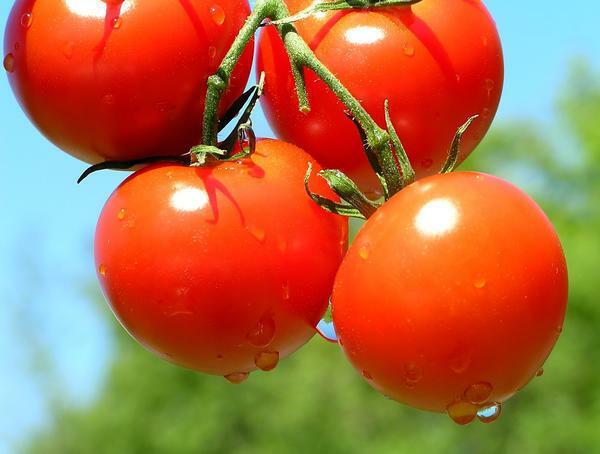 For tomater i væksthus skal opretholdes behagelig lufttemperatur