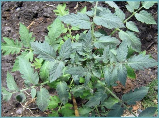 Zhiruyut tomater i drivhuset - dette problem kan fange næsten enhver gartner eller gartner