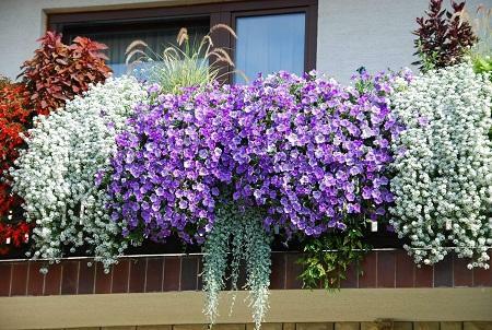 Plassere blomster på balkongen, er det mulig å forbedre sine estetiske kvaliteter