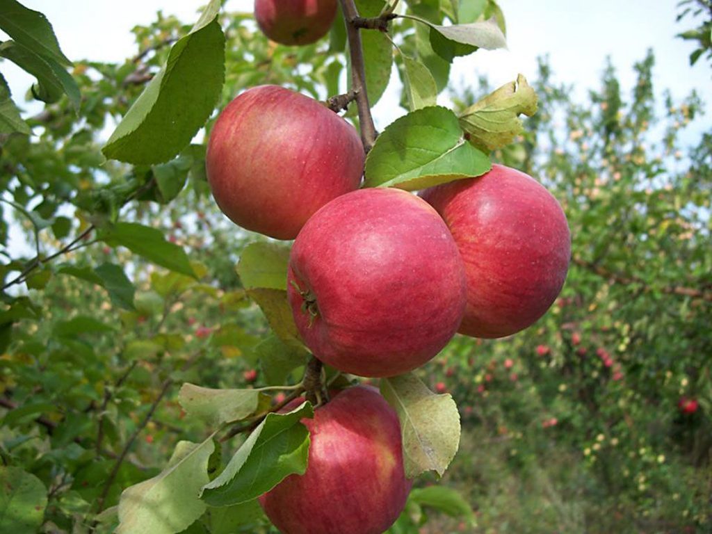 Dwarf apple tree: description and characteristics of varieties by region, especially planting and care