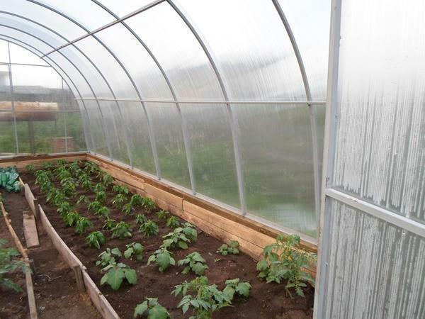 Properly planning space in the greenhouse, you can achieve a better harvest