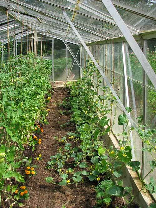 Planting plants in the greenhouse includes a number of activities that allow you to properly prepare a greenhouse and take care of crops
