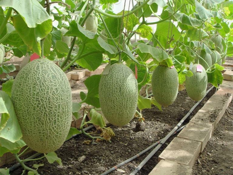 Well-fertilized soil, the seeds of proven agrofirms will help grow a melon and get a good harvest