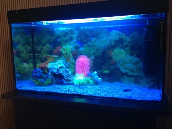 Products with good protection against moisture can be used in the decoration of aquariums