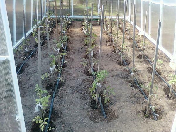 How often to water tomatoes in a greenhouse: polycarbonate tomato watering, correct plastic bottles